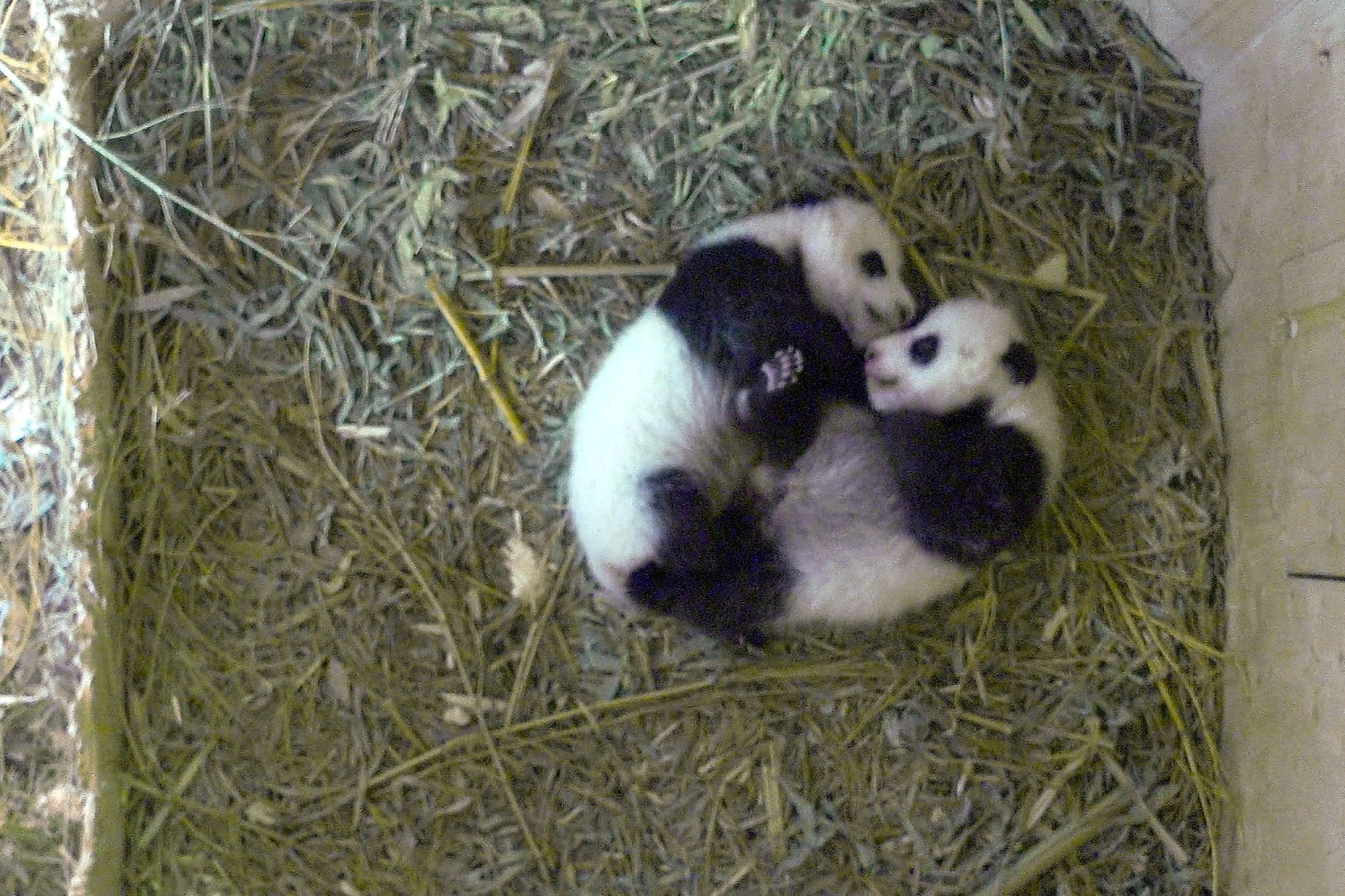 Die neugeborenen Panda-Geschwister im Wiener Zoo.