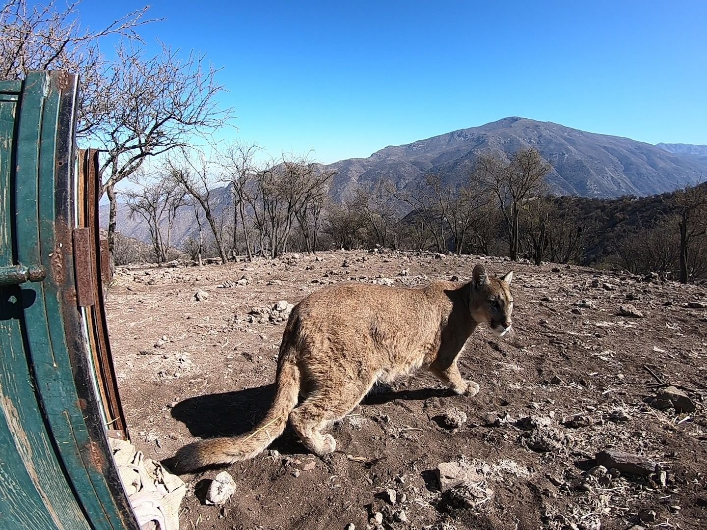 Ein Puma wird wieder ausgewildert. (Symbolbild)