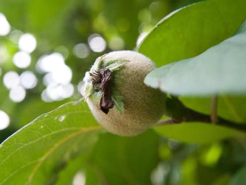 Braune Blätter sollten rasch vom Quitten-Baum entfernt werden. Foto: Andrea Warnecke/dpa