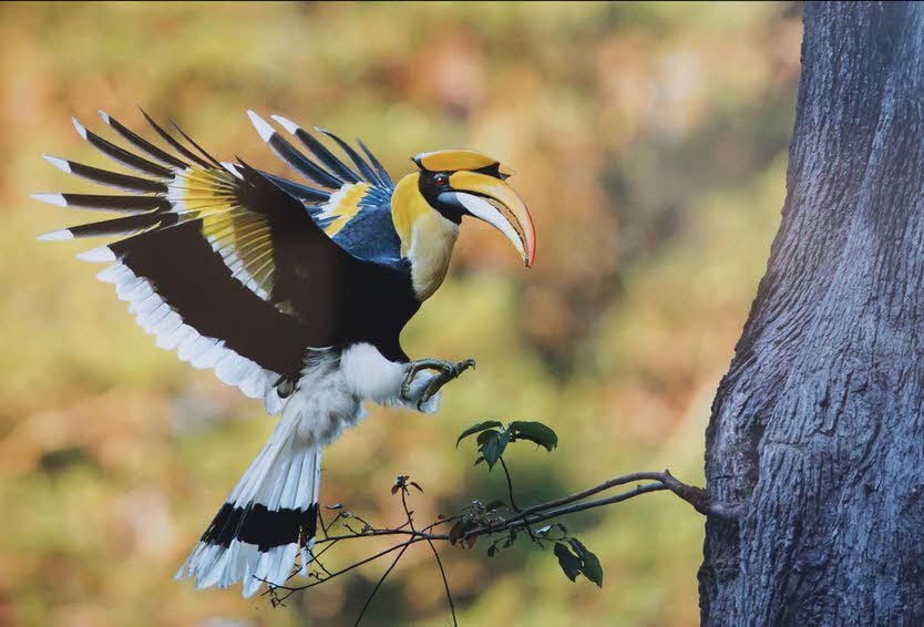 Der Doppelhornvogel beeindruckt durch sein buntes Gefieder.
