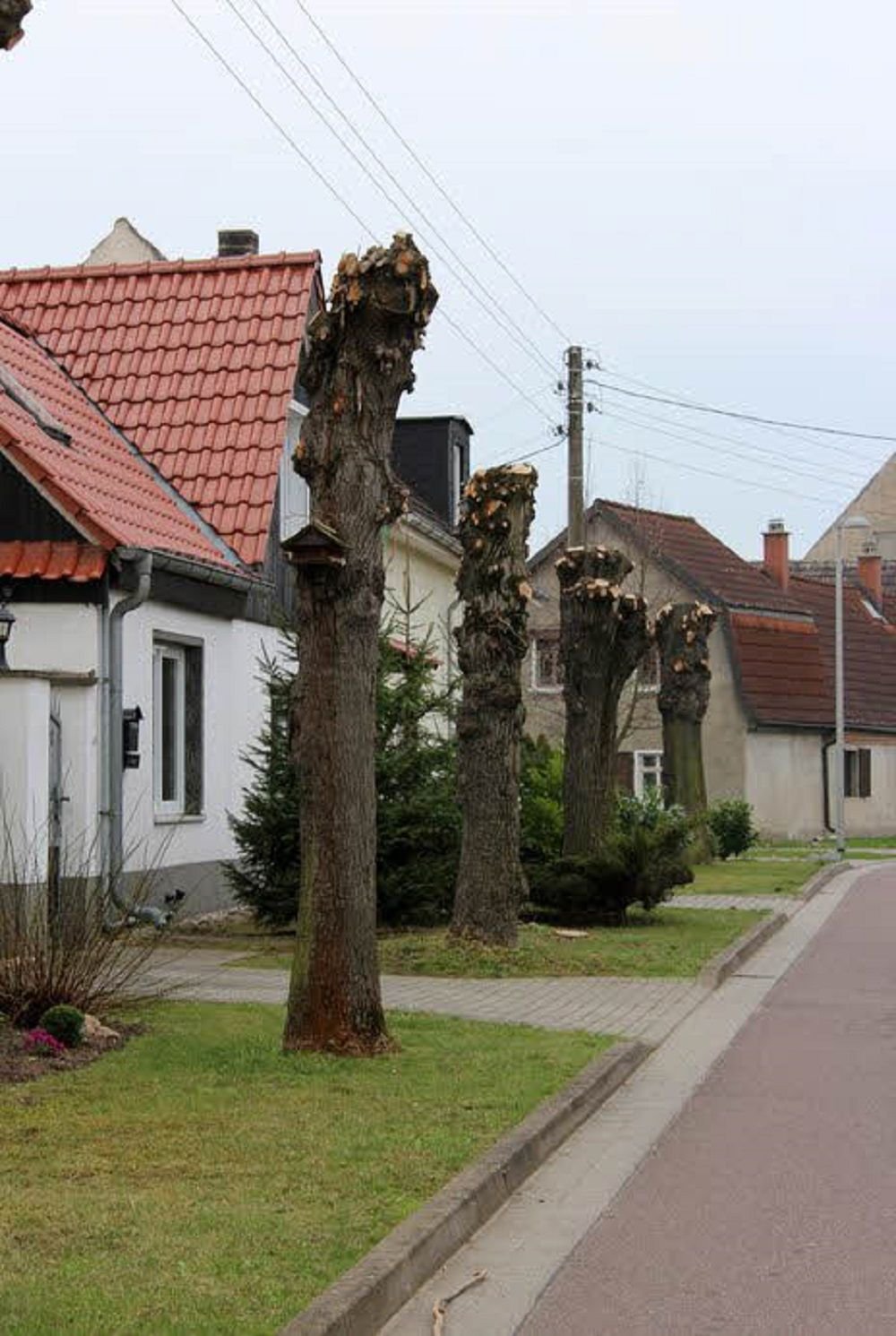 Die verschnittenen Baumkronen in Trebbichau/Fuhne