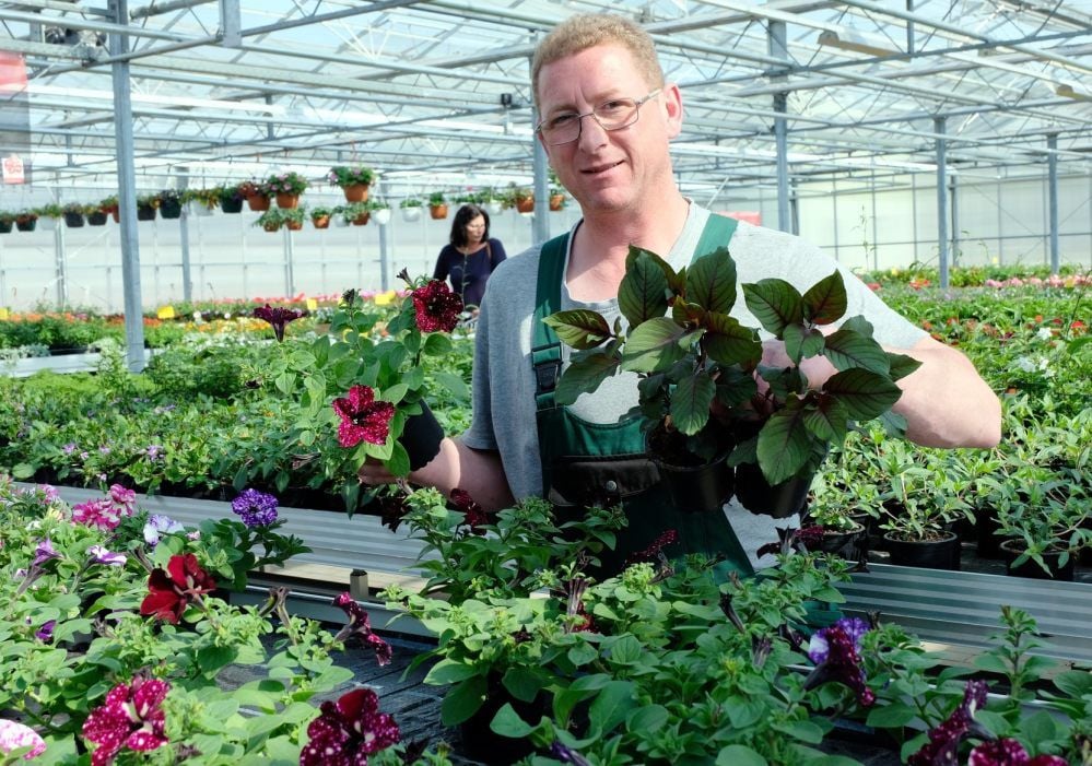 Gärtnermeister Martin Böttcher deutet es an: Der Sonnenanbeter Petunie (links) und Schattenliebhaber Fuchsie passen nicht zusammen.