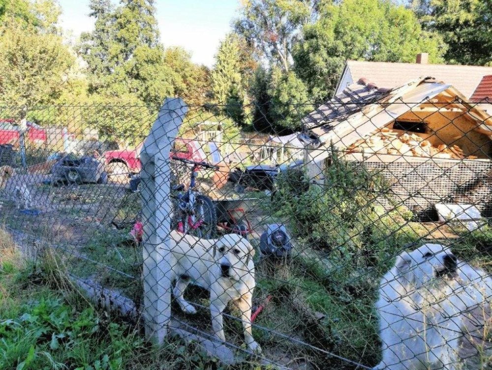 Das Veterinäramt hat die Verletzungsgefahr für die Hunde moniert.
