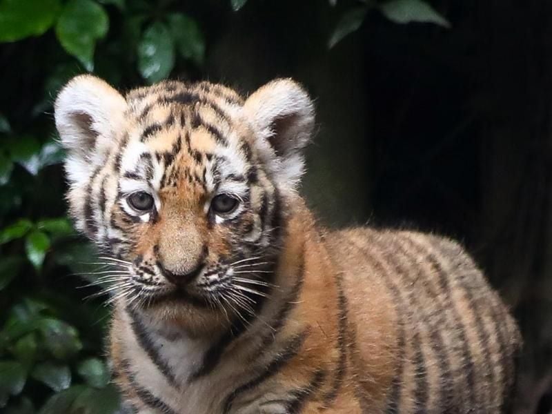 Ein Sibirisches Tigerwelpen erkundet neugierig die Außenanlage. Foto: Christian Charisius