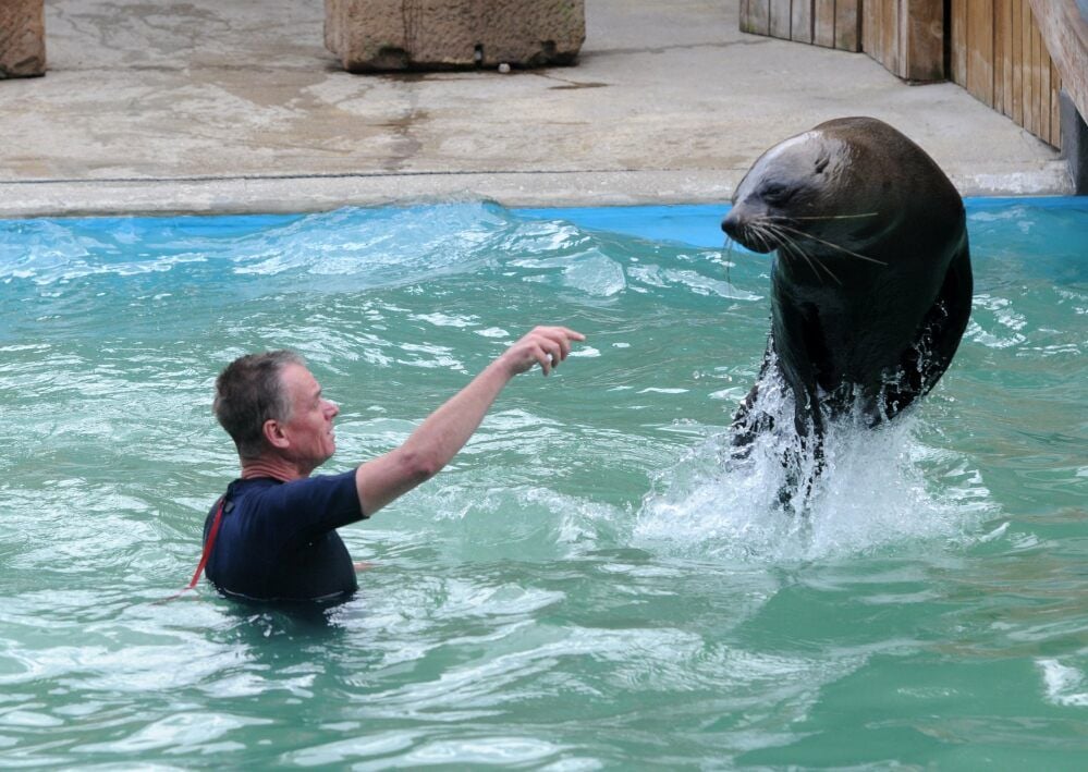 Spektakulär: Egbert Eshuis, der sich für das Training mit den Seelöwen selbst in das Wasserbassin begibt, animiert seinen Schützling Marty zu einem Sprung.