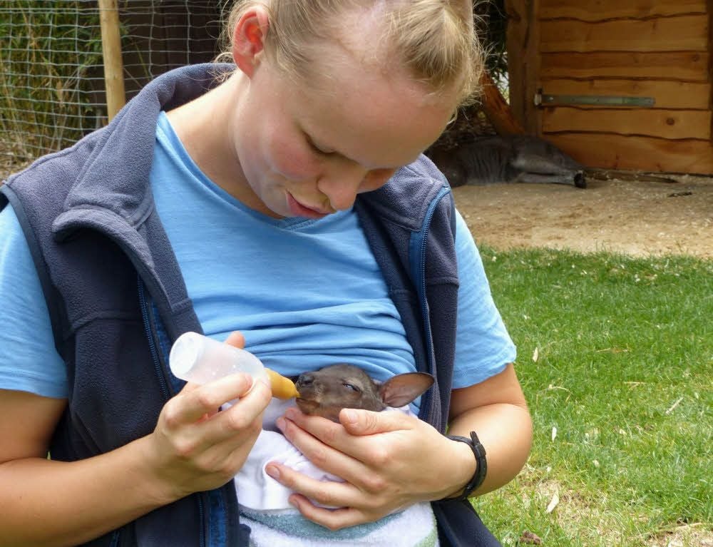 Immer öfter steckt der kleine Känguru-Junge schon mal den Kopf aus der Beutelnachbildung, die Tierpflegerin Leona Klöppel rund um die Uhr mit sich herumträgt.
