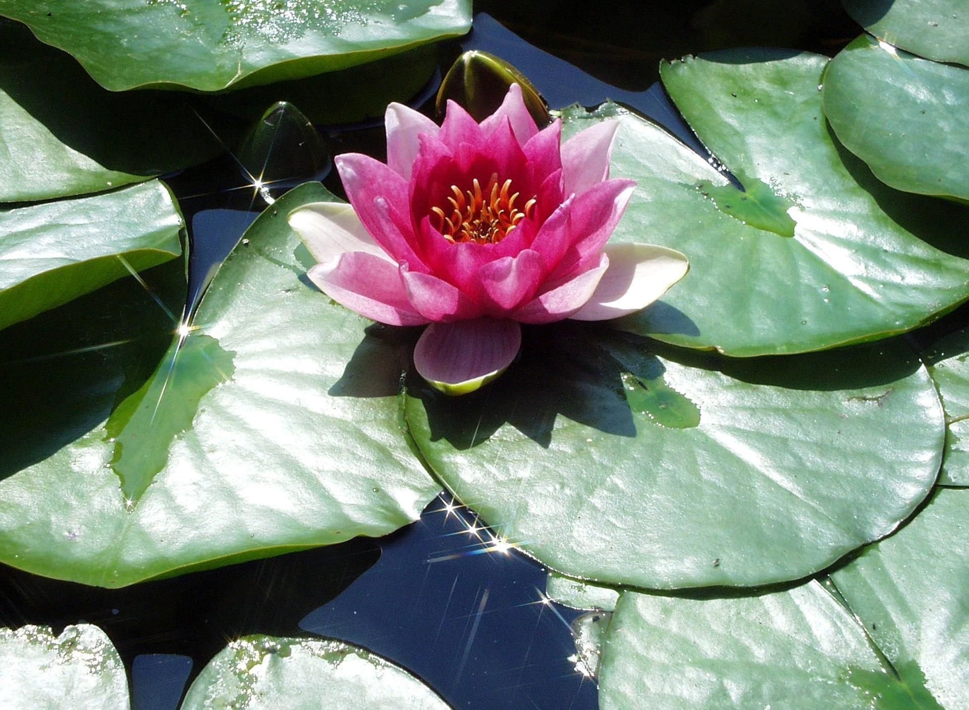 Ein Gartenteich mit einer vollerblühten Seerose. (Symbolbild)