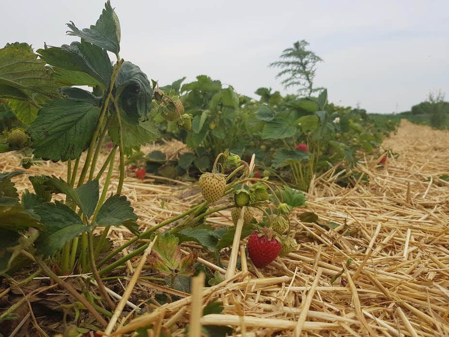 Noch nicht alle Beeren sind reif.