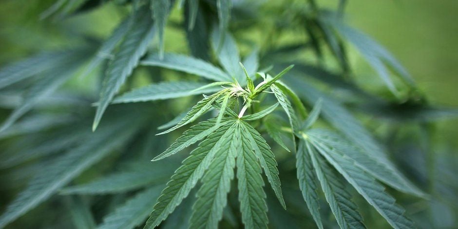 Immer noch höchst umstritten: Cannabis.