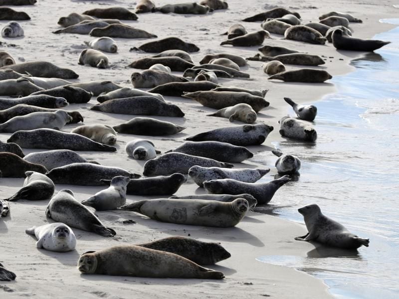 Robben liegen am Strand auf der Düne vor der Insel Helgoland. Foto: Christian Charisius/Archiv