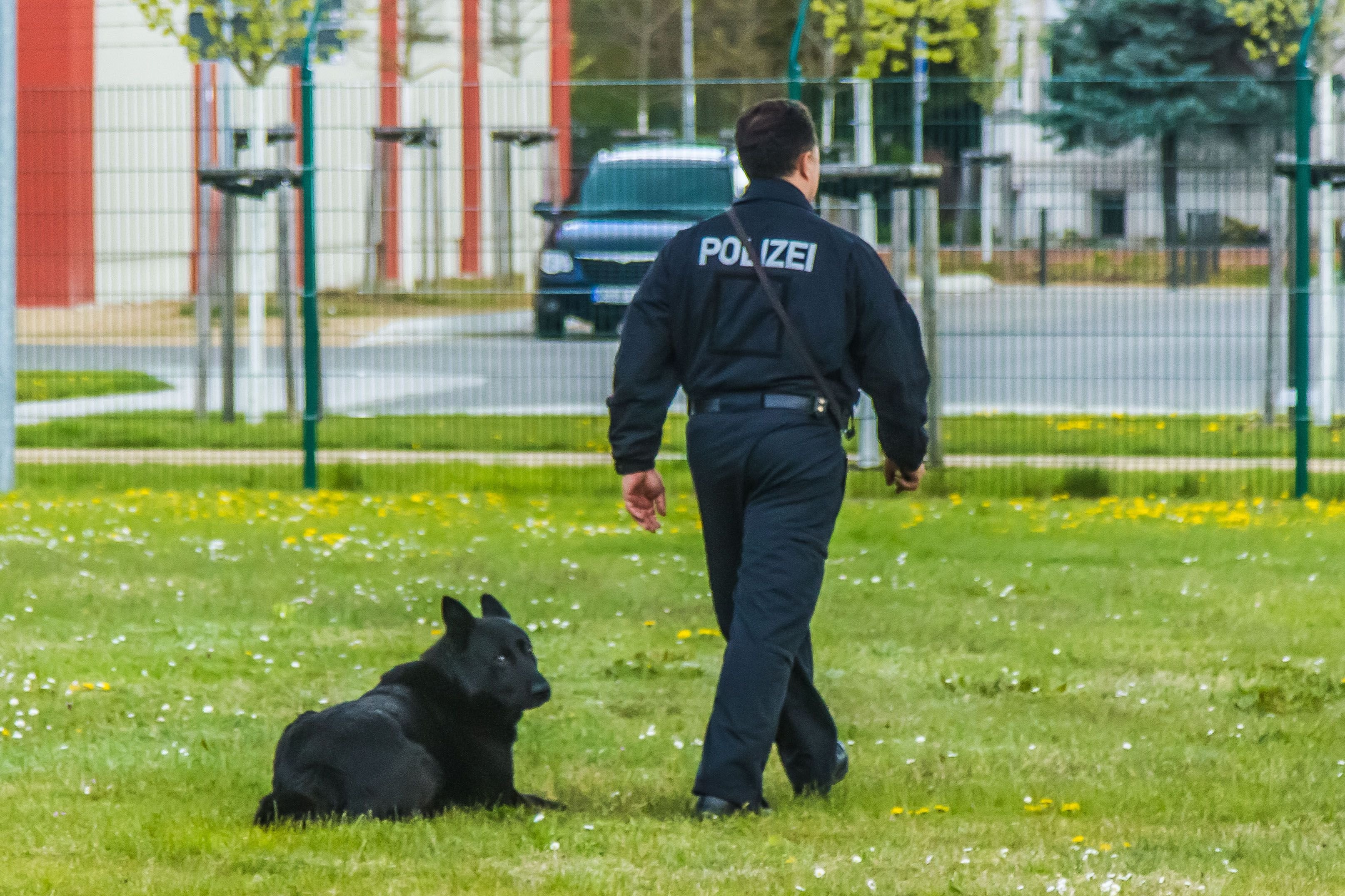 Im Wittenberger Polizeirevier wartet ein Polizeihund auf ein Kommando seines Hundeführers.