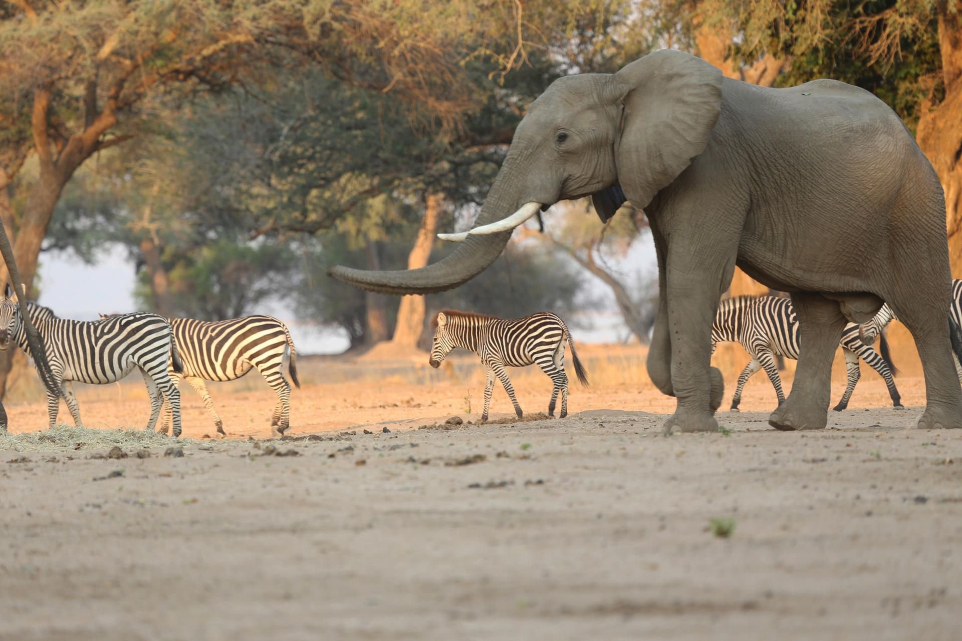 Ein Elefant spaziert neben Zebras. (Symbolbild)