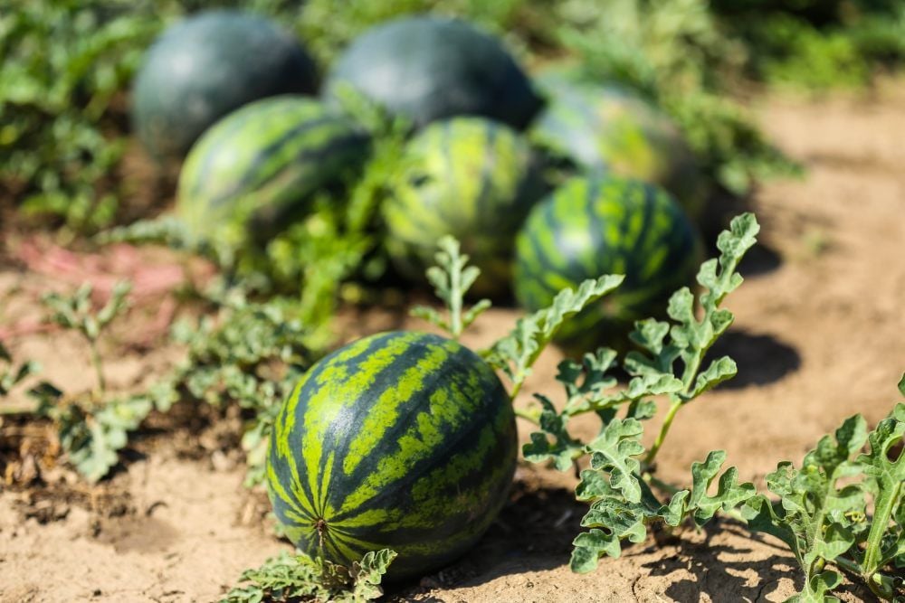 Melonenanbau ist und bleibt wohl aufgrund des Aufwands eine Nische.