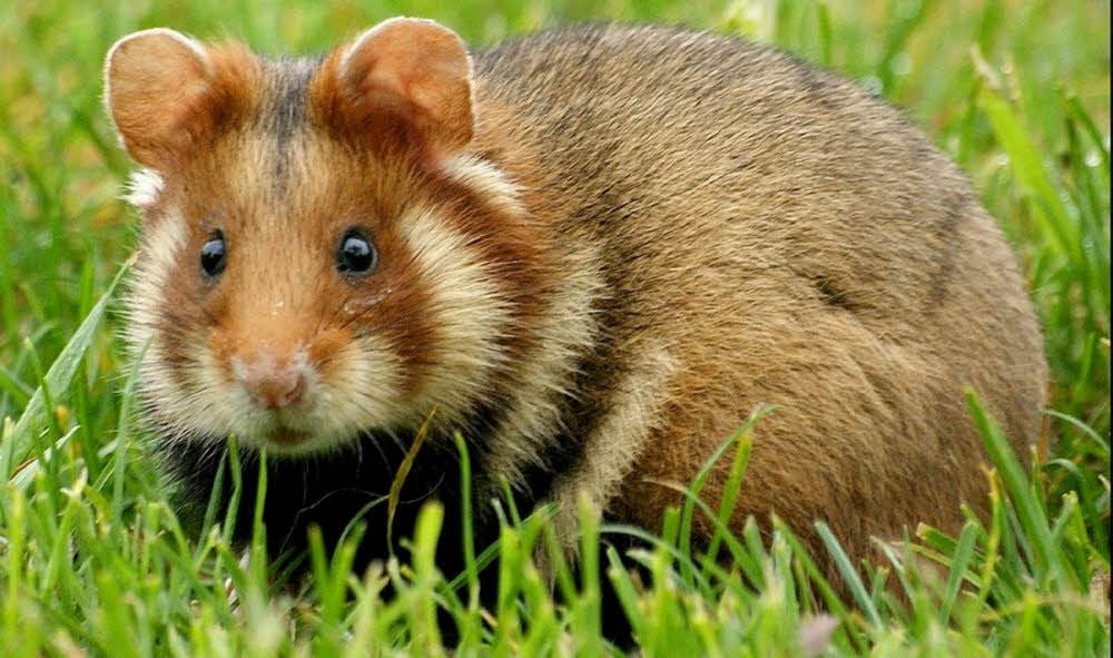 Die Hamster im Industriepark Mitteldeutschland in Sangerhausen werden Weihnachten nicht aus ihren Bauen ausgegraben.