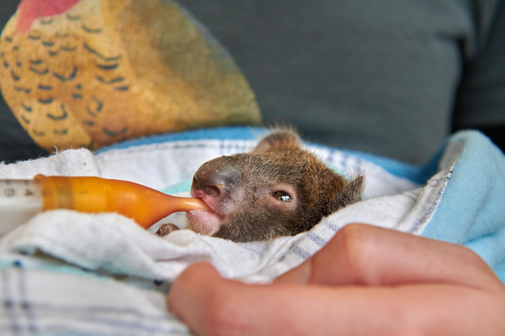 Das Koala-Baby wird mit der Flasche gefüttert.
