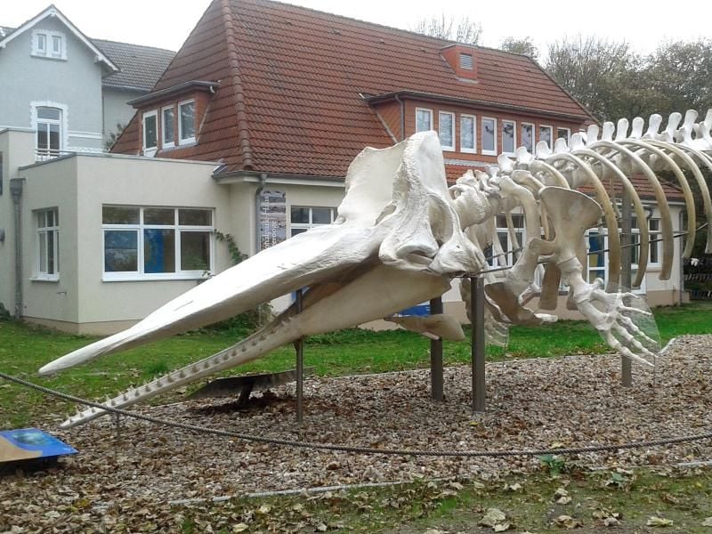Ein Walskelett vor dem Nationalparkhaus „Rosenhaus” auf der Nordseeinsel Wangerooge. Foto: Peter Kuchenbuch-Hanken/Archiv