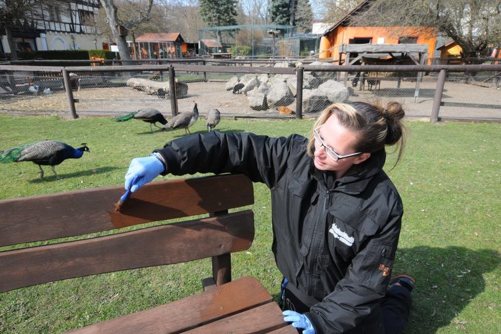 Der Tierpark Bad Kösen ist für Besucher gesperrt. Mitarbeiterin Nadine Schmidt nutzt das derzeit schöne Wetter und die Zeit zum Streichen der Sitzbänke; im Hintergrund tummeln sich Pfaue.