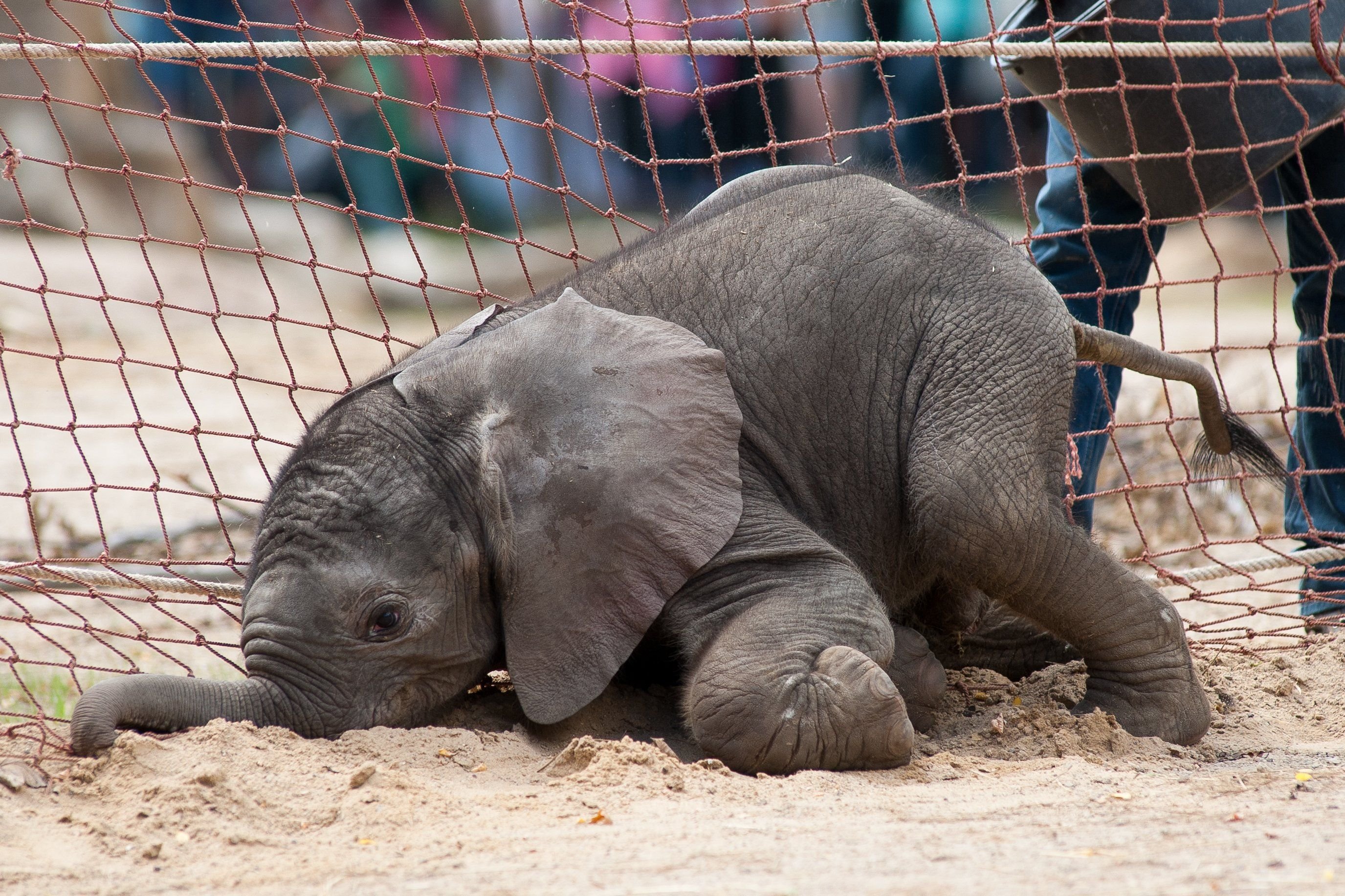 Der kleine Elefantenbulle aus dem Zoo Halle heißt jetzt Ayo.
