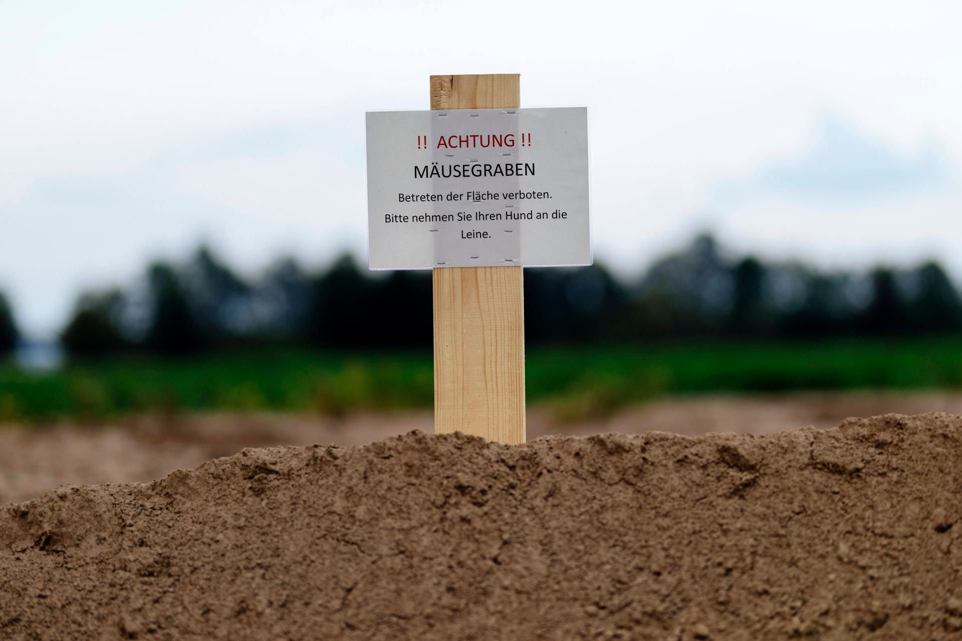 Landwirte können gegen die Mäuseplage mit Giftweizen vorgehen. Darüber informierte das Bundesamt für Verbraucherschutz und Lebensmittelsicherheit.