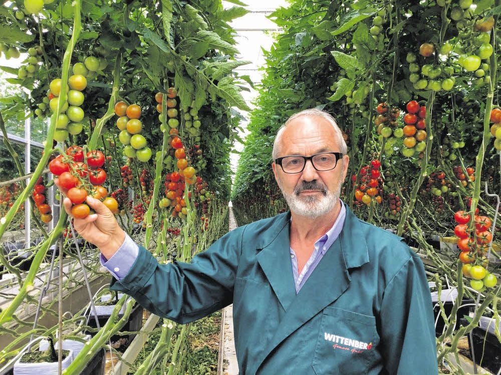 Helmut Rehhahn steht im riesigen Gewächshaus in Wittenberg. Dort reifen die sogenannten Luther-Tomaten.