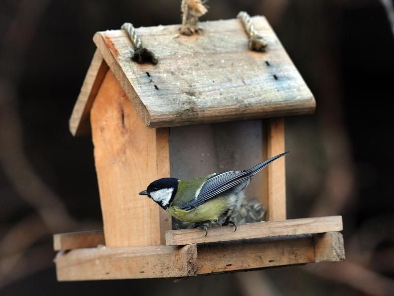 Meisen sind im Winter mit Sonnenblumenkernen oder Mohnsamen optimal versorgt. Foto: Holger Hollemann
