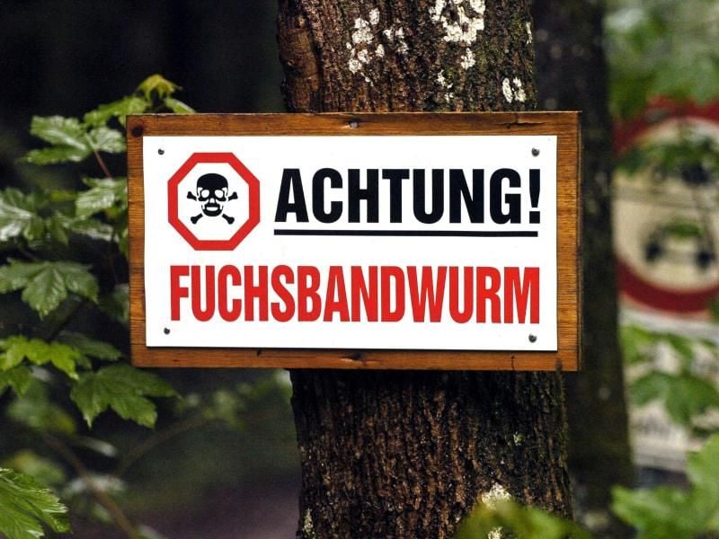 In einigen Regionen Süddeutschlands ist der Fuchsbandwurm verbreitet. Seine Eier können an Waldfrüchten haften. Vor dem Verzehr sollten die Früchte daher gut abgewaschen werden. Foto: Frank Mächler