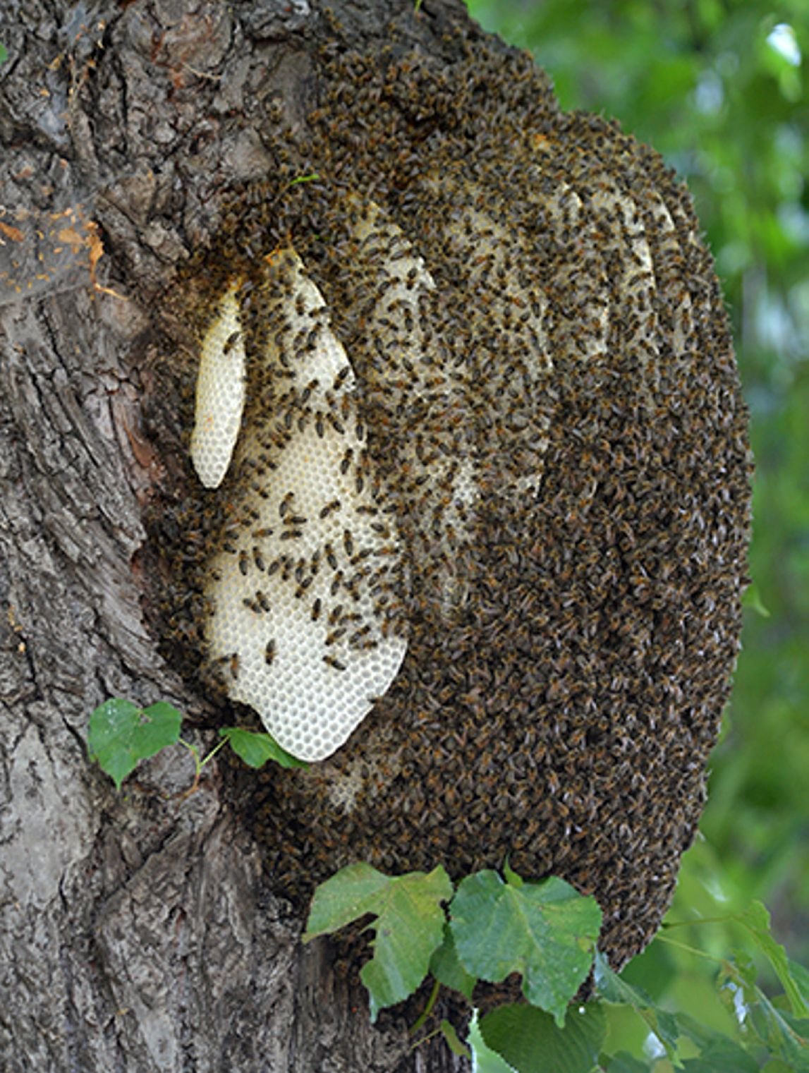 Wie Kiemen sehen die Wabenplatten der Wildbienen auf dem Friedhof in Aschersleben aus.