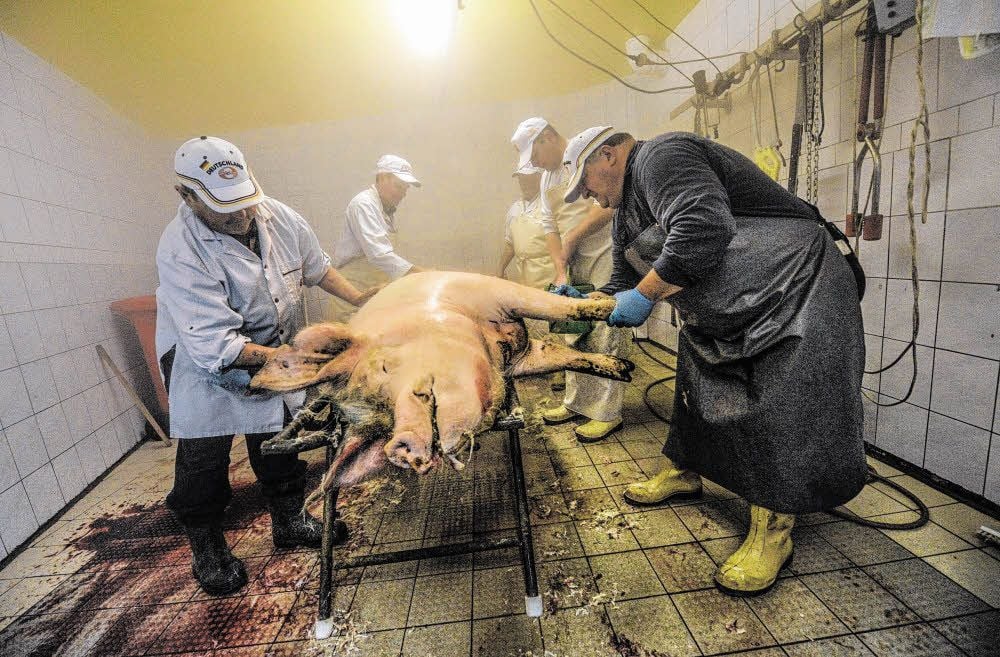 Eichsfelder Wurstfabrikation ist fast ausschließlich Handarbeit. Nachdem das Tier ausgeblutet ist, schaben die Männer vor der weiteren Verarbeitung die Borsten ab. Dabei erklingt das Rennsteiglied.