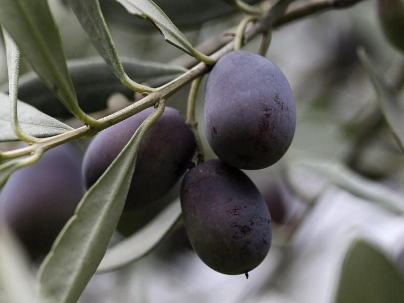 Oliven verfärben sich mit zunehmender Reife von rötlich-braun bis zu dunkelviolett-schwarz. Grün sind nur die unreifen Früchte. Foto: Orestis Panagiotou