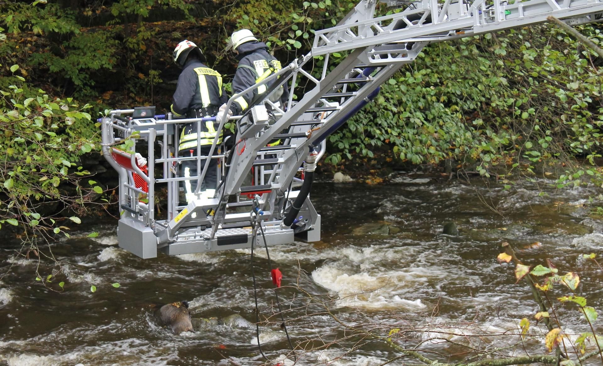 Kameraden der Feuerwehr halfen bei der Bergung der toten Wildschweine.