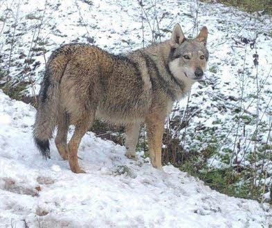 Ist das ein Wolf?