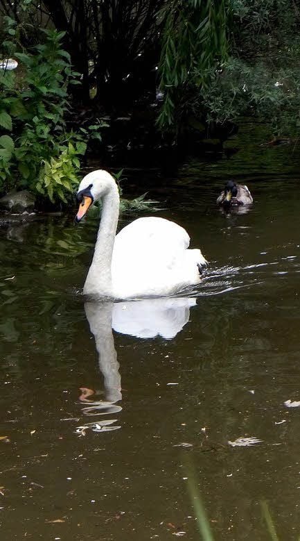 Schwänin Amelie zieht wieder ihre Kreise auf dem Teich. Das Wasser ist immer noch braun.