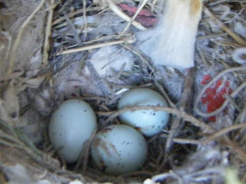 Finken haben in dieses Nest in Mexiko Zigarettenstummel in ihr Nest eingebaut, um sich vor Parasiten zu schützen. Foto: Imelda Delgadillo / University of Ciudad Juarez