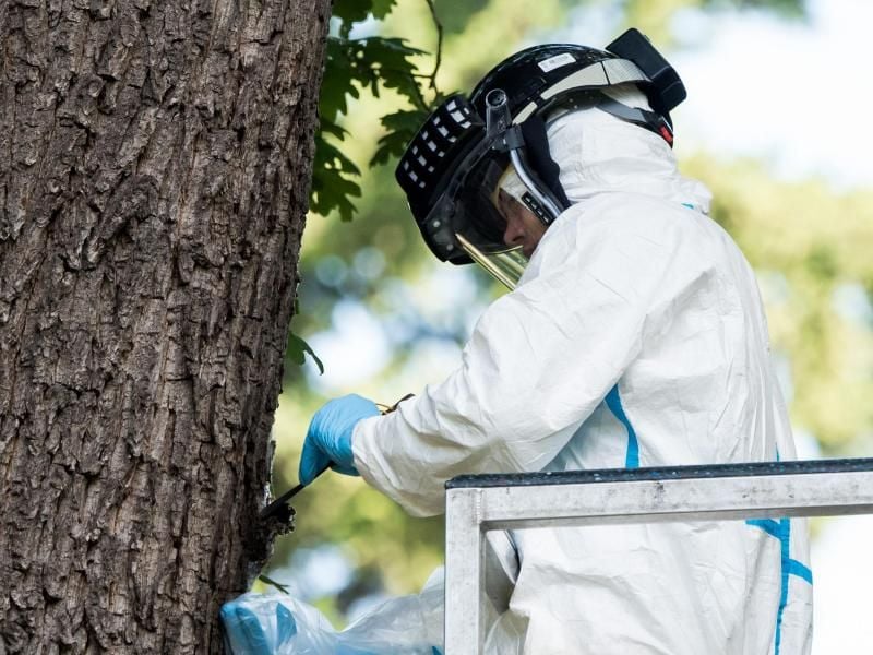 Ein Mitarbeiter entfernt in einem Schutzanzug ein Eichenprozessionsspinner-Nest an einem Baum. Foto: Daniel Bockwoldt/dpa/Archivbild