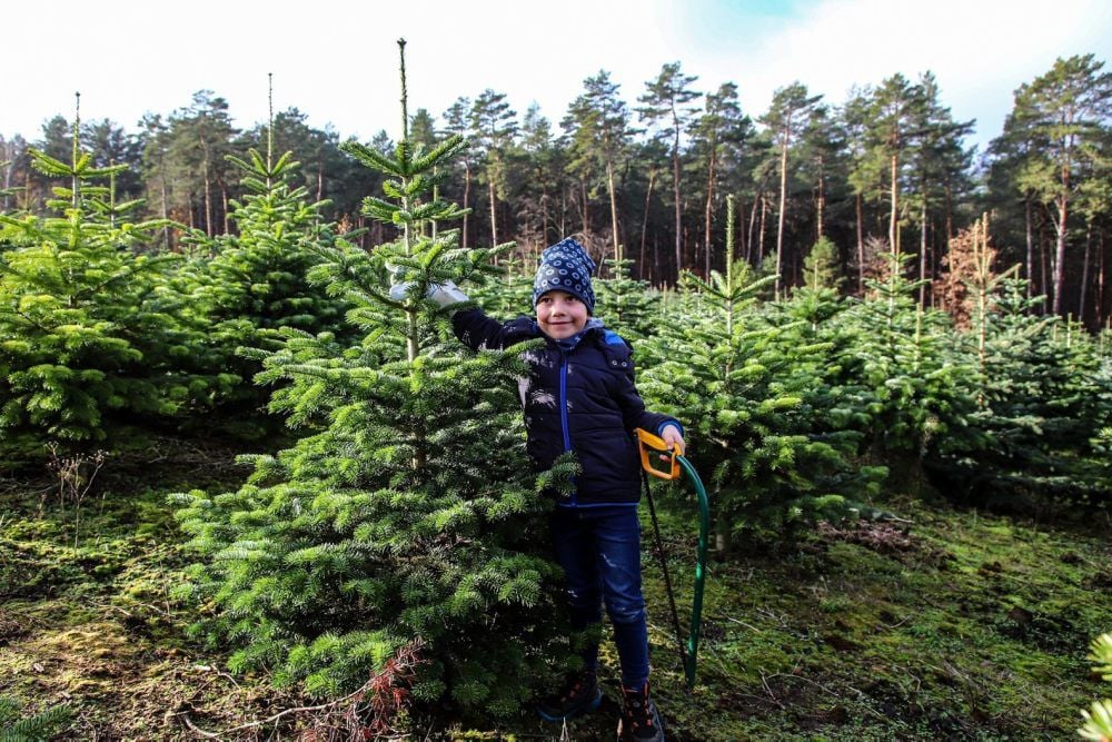 Forstbetrieb Ochsenkopf: Der sechs Jahre alte Ole hilft beim Fällen des Weihnachtsbaums der Familie.