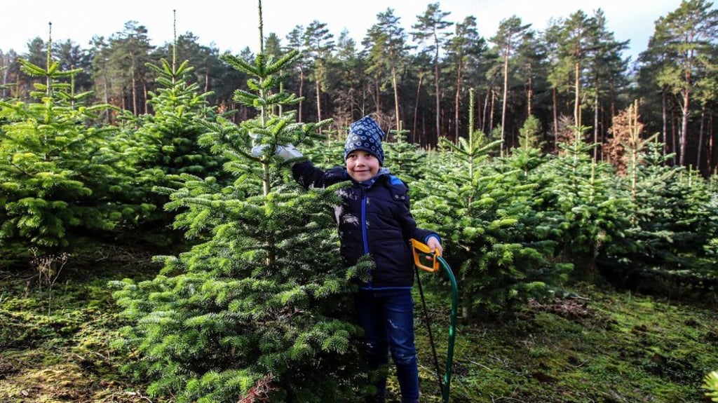 Weihnachtsbäume im Landkreis Wittenberg Weihnachtsbäume im Landkreis