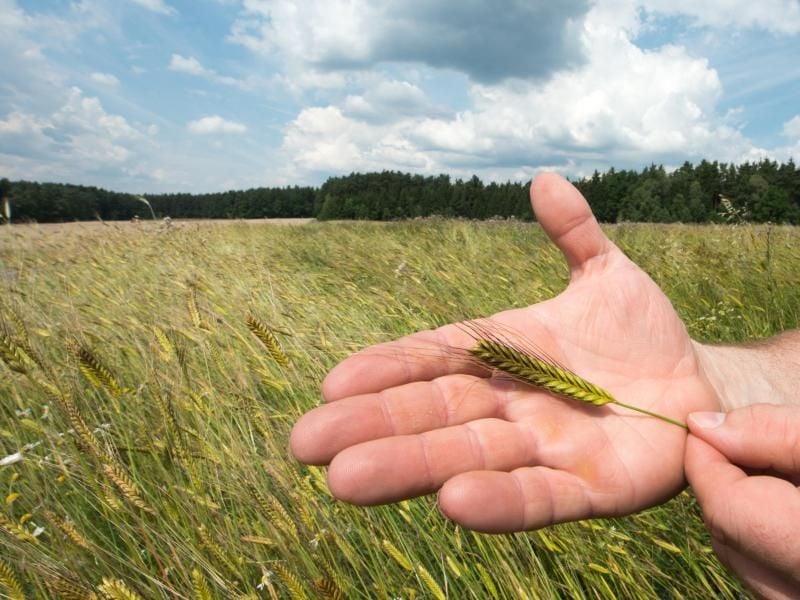 Einkorn ist eine uralte Getreidesorte. Es ist besonders gesund. Zum Backen jedoch eignet es sich aufgrund seiner schlechten Wasserbindungsfähigkeit weniger gut. Foto: Armin Weigel