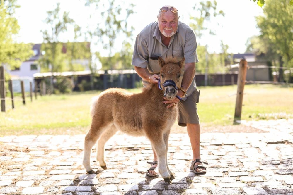 Tierpate Dietmar Römer hat die beiden Fohlen im Südpark besucht.