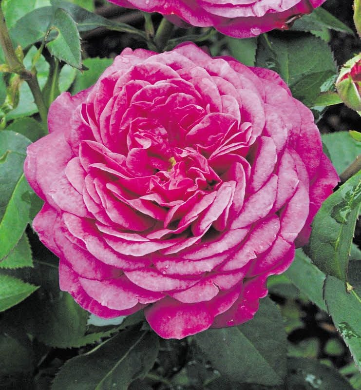 Seit 2005 gibt es die Heidi-Klum-Rose.