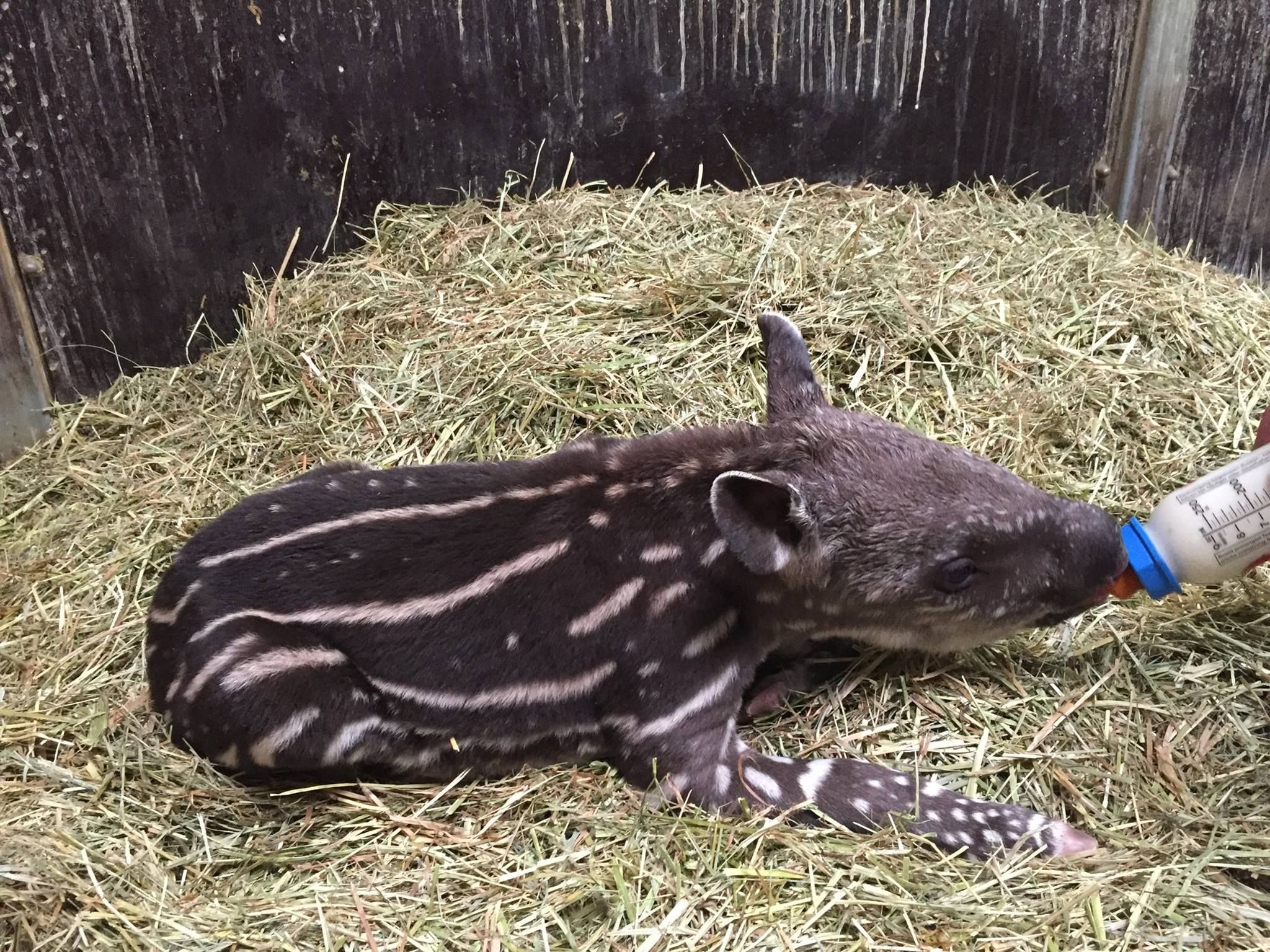 Das Tapirjunge hatte bei seiner Fütterung großen Hunger.