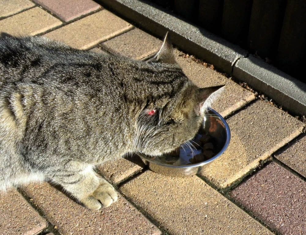 Kater Mäuschen kam vor ein paar Tagen mit einer Schusswunde zurück. Offensichtlich hat jemand mit einem Luftgewehr auf ihn geschossen.