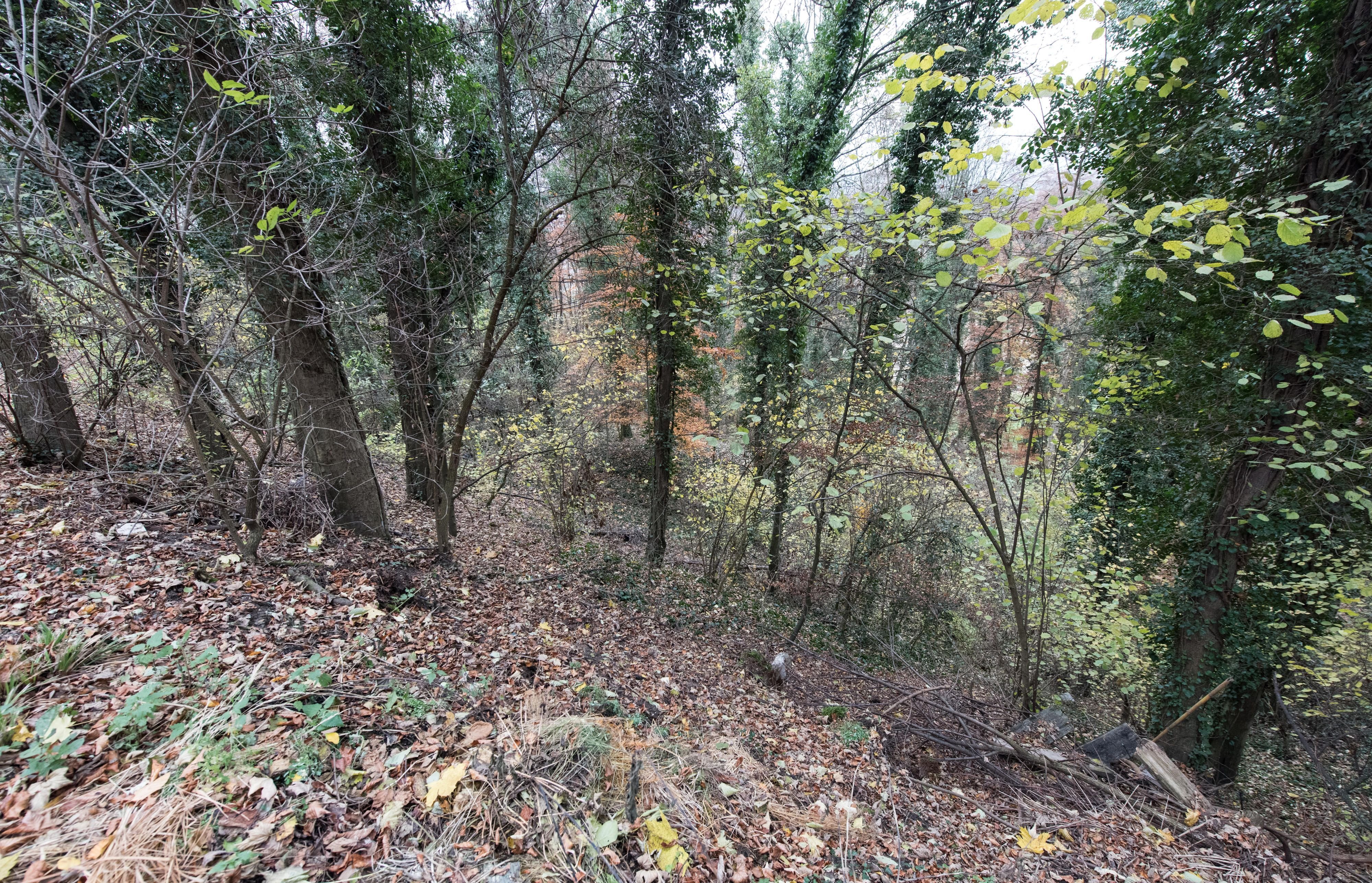 Die Leiche der ermordeten Joggerin wurde in einem Waldstück bei Endingen gefunden.