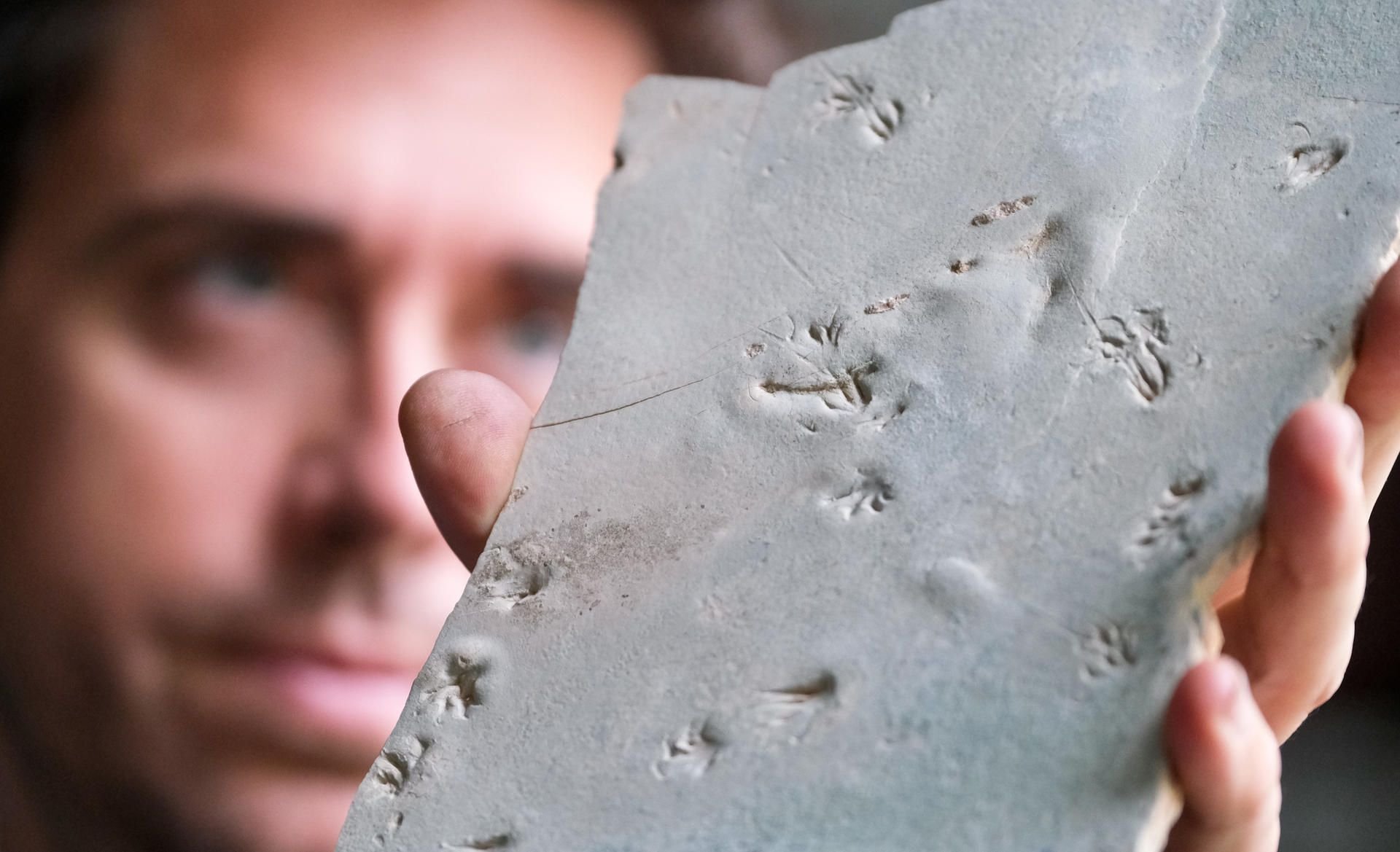 Auf dem hellen Untergrund der dünnen, zerbrechlichen Gesteinsplatte aus Texas sind die Spuren der Gattung Erpetopus, eines kleinen Reptils, zu erkennen.