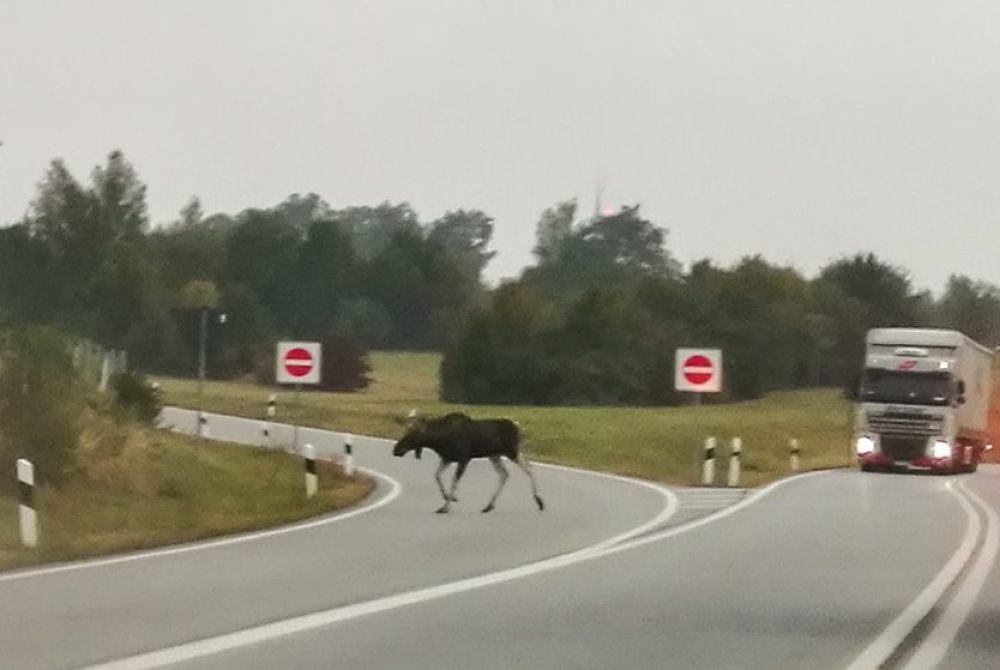 Die Elchkuh überquert vor einem nahenden Lkw die Straße bei Görlitz.