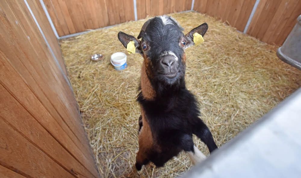 Der Zwergziegenbock hat in einer Pferdebox des Tiergeheges Asyl gefunden. Doch eine Dauerlösung kann das nicht sein.
