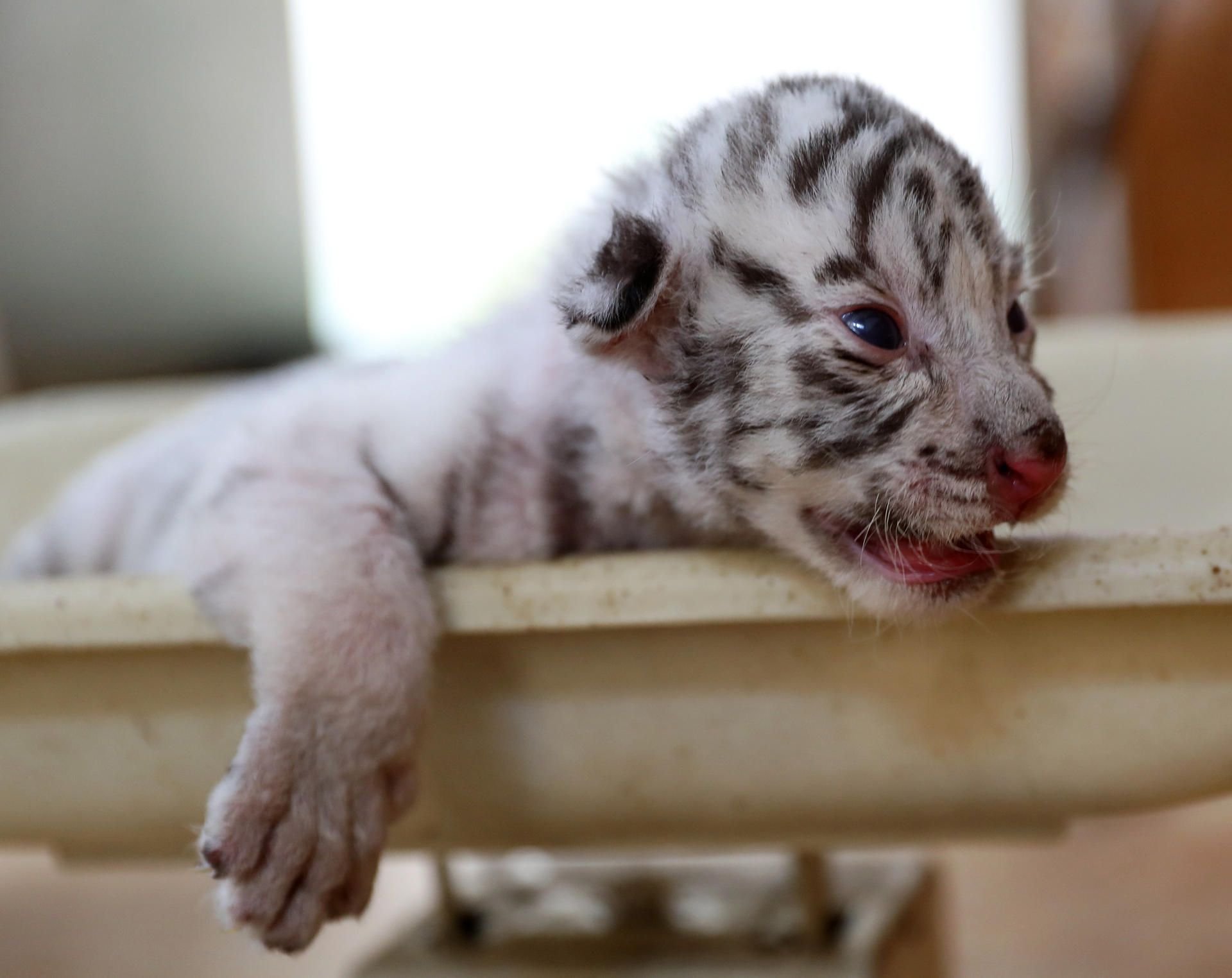 Weiße Tiger und Löwen sind extrem selten, weltweit gibt es nur wenige hundert.