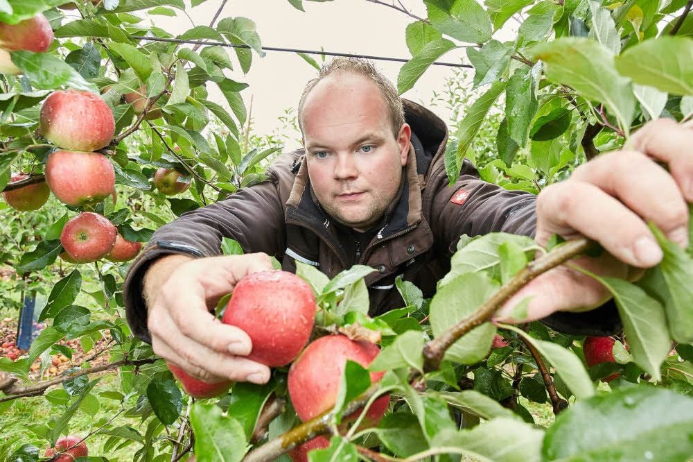 Obstbauer Andreas Baumgraß aus Plötzkau ist mit der Ernte zufrieden, obwohl die lange Trockenphase im Spätsommer Einbußen von rund 20 Prozent beim Ertrag eingebracht hat.