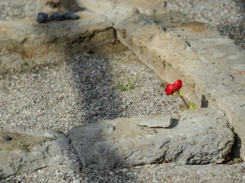 Eine Blume wächst zwischen den Grundmauern einer Baracke des KZ Neuengamme. Foto: Axel Heimken/Archiv