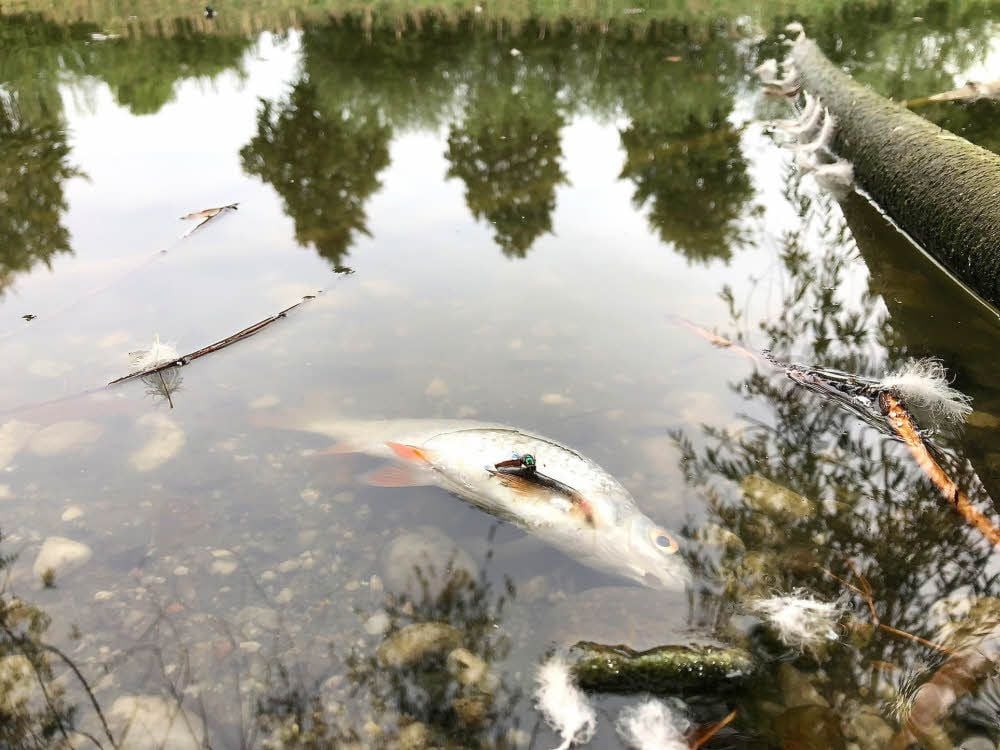 Am Sonntag wurden zahlreiche tote Fische bereits entfernt. Doch es tauchen immer neue verendete Tiere an der Wasseroberfläche auf.