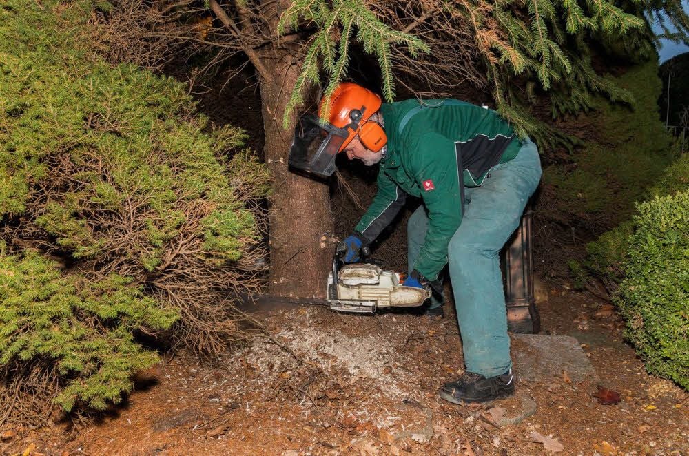 Gerhard Premper sägt den Baum ab.